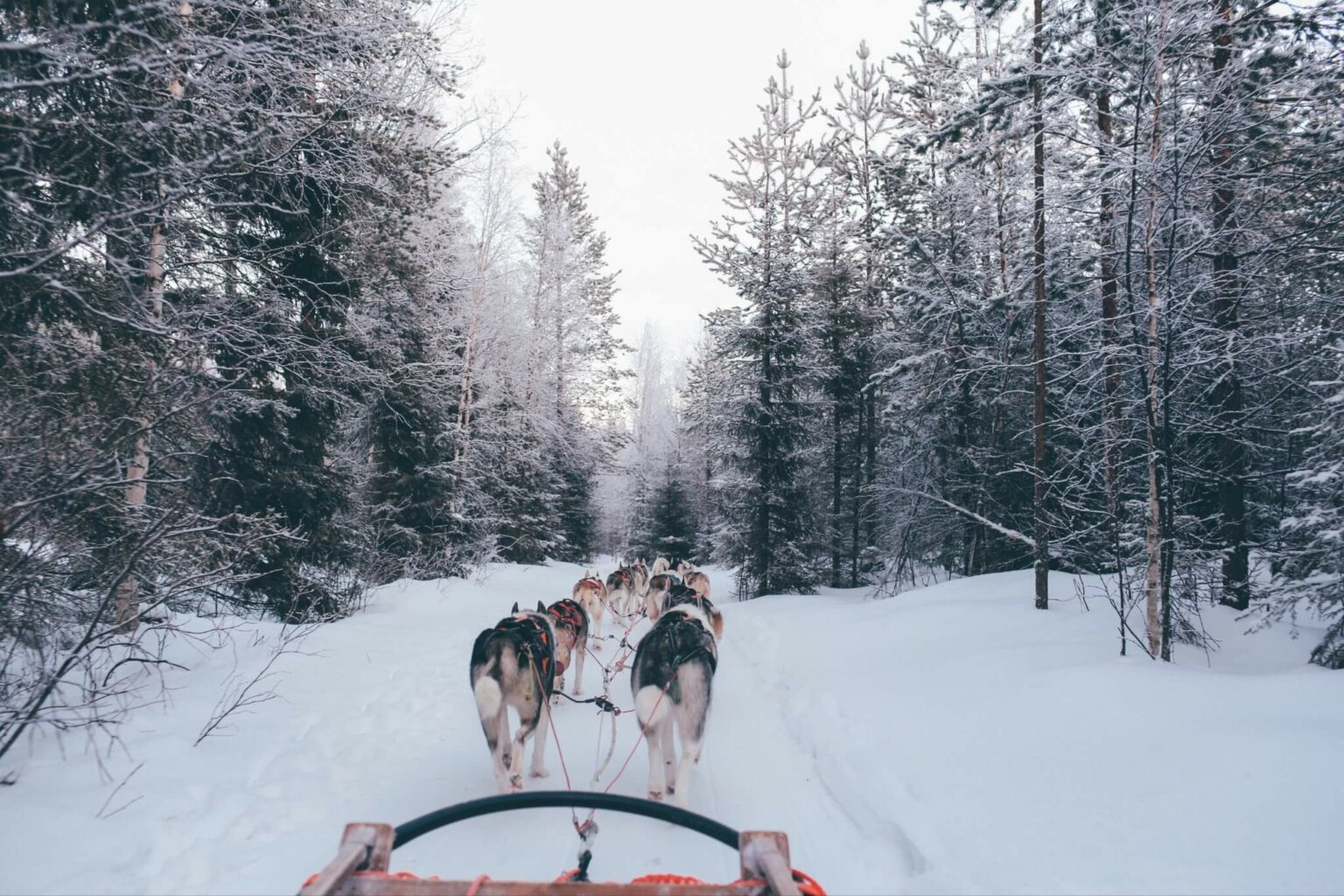 Wat kun je doen in Lapland in de winter?