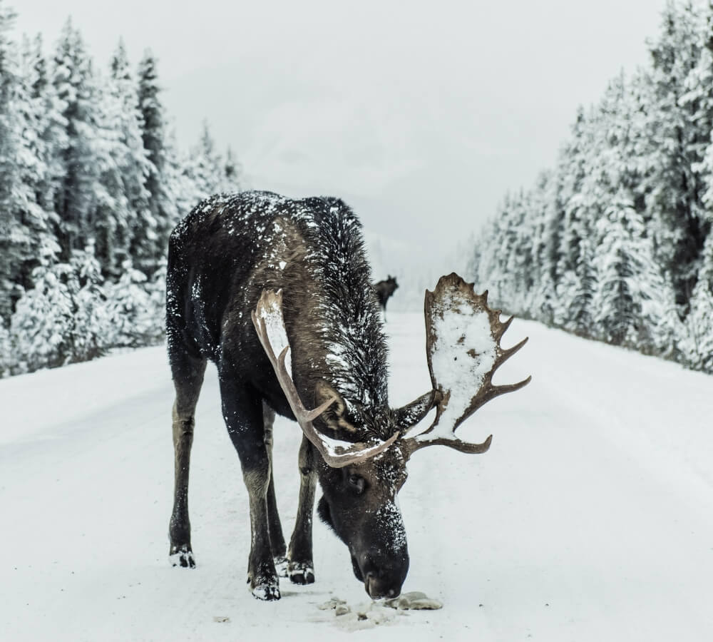 Wat kun je doen in Lapland in de winter?