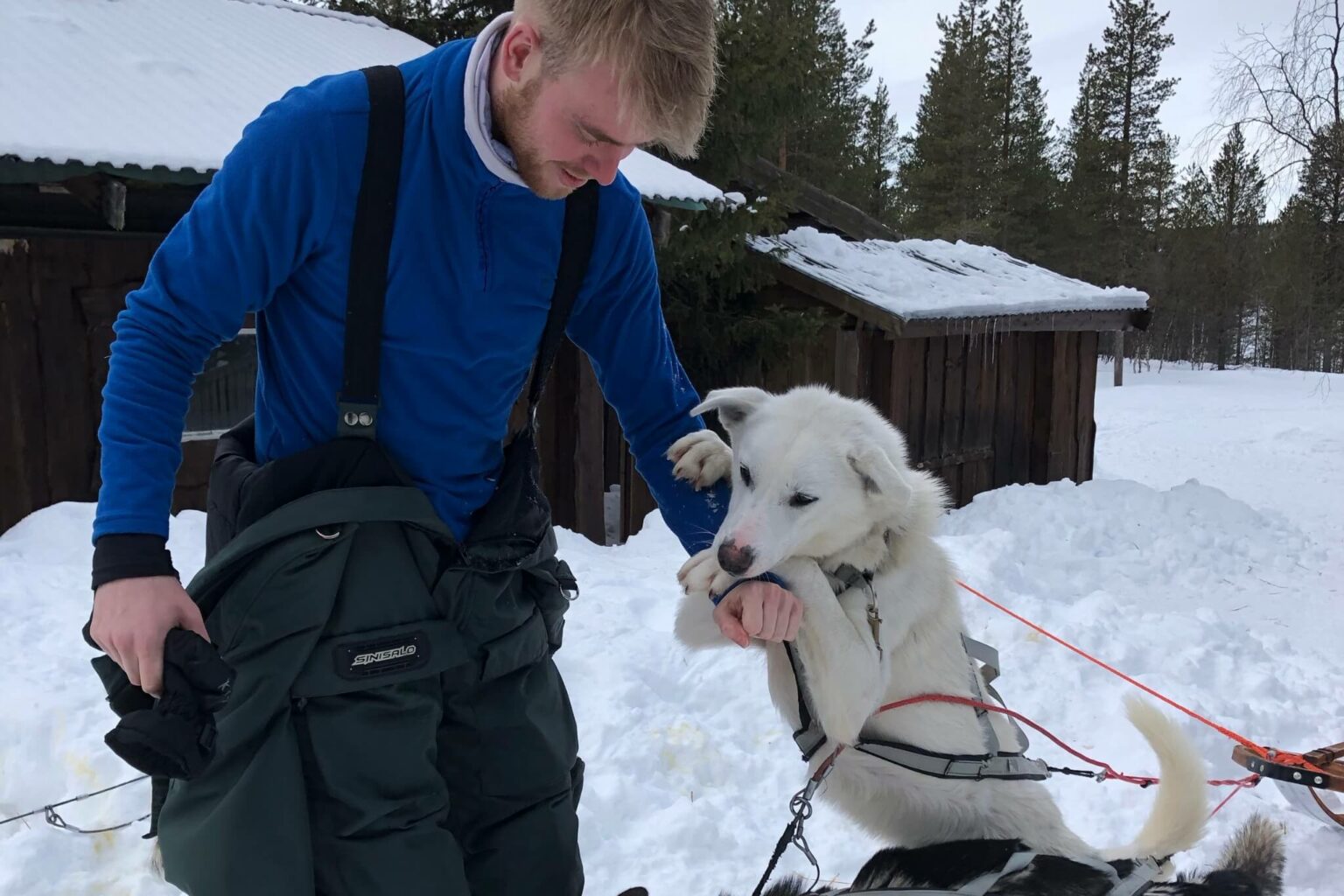 Een sleehondentocht in Lapland: dit was mijn ervaring (+ handige tips)
