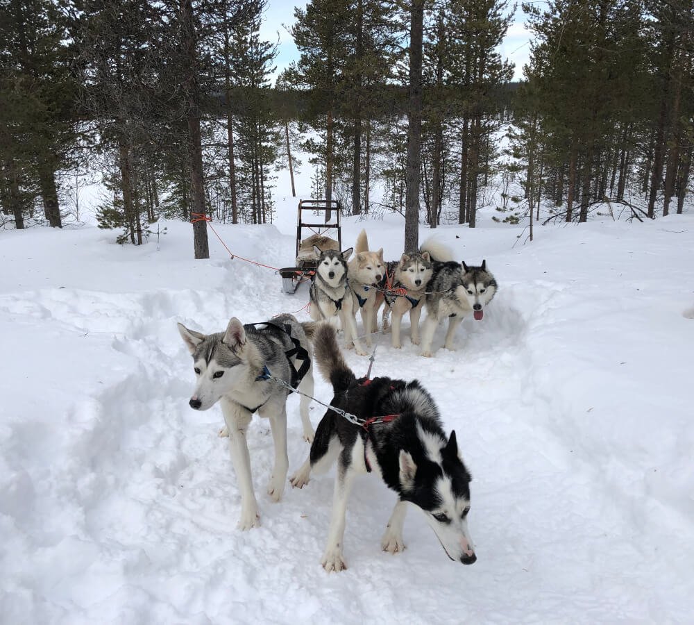 7 leuke activiteiten voor in Zweeds Lapland