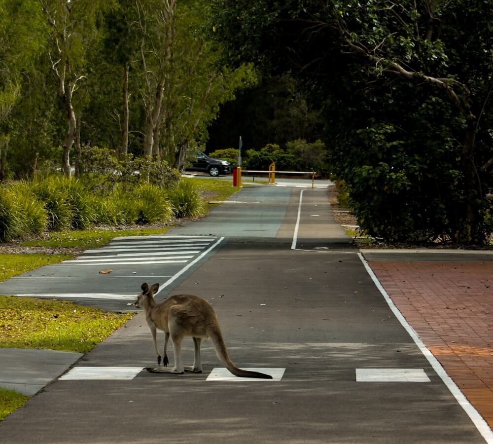 Autorijden in Australië: waar moet je opletten?