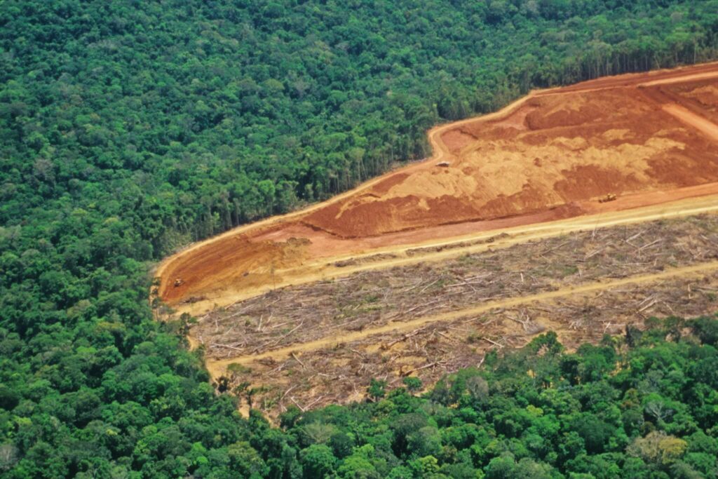 Wat zijn de gevolgen van ontbossingen?
