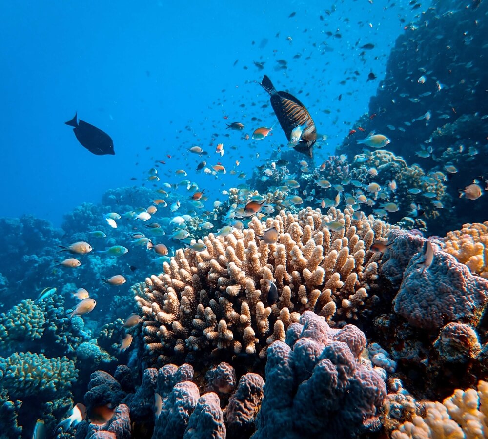 De mooiste natuurfenomenen op aarde: Great Barrier Reef