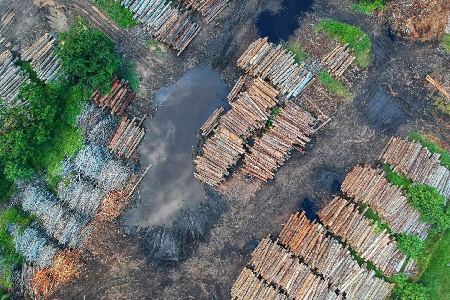 Waar komen de meeste ontbossingen voor op aarde?