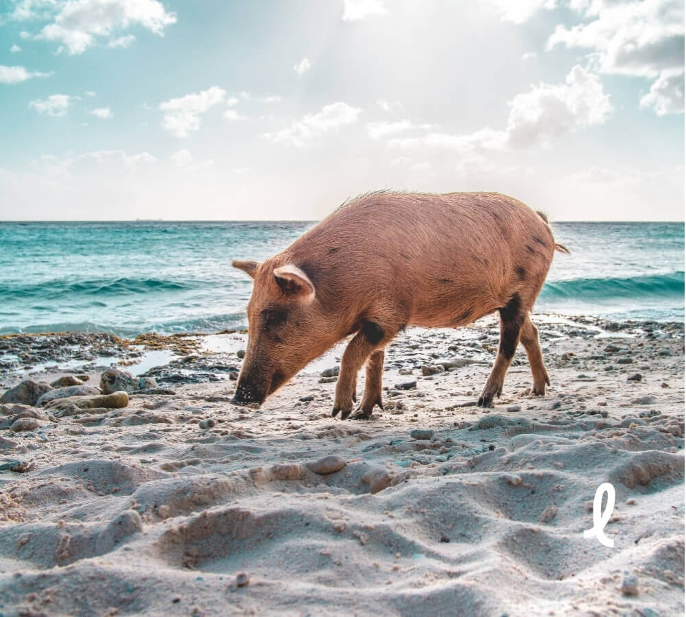 Dit zijn de mooiste stranden op Curaçao: Playa Porto Marie